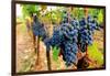 Wine Grapes on Vine #1-Lantern Press-Framed Art Print