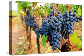 Wine Grapes on Vine #1-Lantern Press-Stretched Canvas
