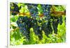 Wine Grapes on Vine #2-Lantern Press-Framed Art Print