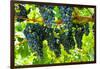 Wine Grapes on Vine #2-Lantern Press-Framed Art Print