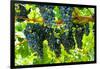 Wine Grapes on Vine #2-Lantern Press-Framed Art Print