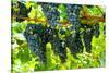 Wine Grapes on Vine #2-Lantern Press-Stretched Canvas