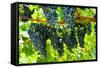 Wine Grapes on Vine #2-Lantern Press-Framed Stretched Canvas