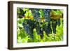 Wine Grapes on Vine #2-Lantern Press-Framed Art Print