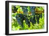 Wine Grapes on Vine #2-Lantern Press-Framed Art Print