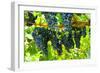 Wine Grapes on Vine #2-Lantern Press-Framed Art Print