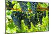 Wine Grapes on Vine #2-Lantern Press-Mounted Art Print