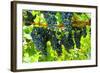 Wine Grapes on Vine #2-Lantern Press-Framed Art Print