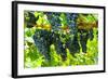 Wine Grapes on Vine #2-Lantern Press-Framed Art Print