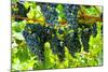 Wine Grapes on Vine #2-Lantern Press-Mounted Art Print