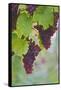 Wine Grapes on Vine #3-Lantern Press-Framed Stretched Canvas