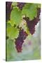 Wine Grapes on Vine #3-Lantern Press-Stretched Canvas