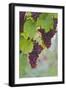 Wine Grapes on Vine #3-Lantern Press-Framed Art Print