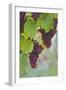 Wine Grapes on Vine #3-Lantern Press-Framed Art Print