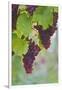 Wine Grapes on Vine #3-Lantern Press-Framed Art Print