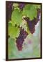 Wine Grapes on Vine #3-Lantern Press-Framed Art Print