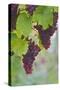 Wine Grapes on Vine #3-Lantern Press-Stretched Canvas