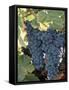 Wine Grapes, Vineyard, CA-Mark Gibson-Framed Stretched Canvas