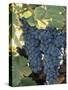 Wine Grapes, Vineyard, CA-Mark Gibson-Stretched Canvas