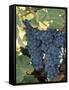 Wine Grapes, Vineyard, CA-Mark Gibson-Framed Stretched Canvas
