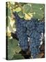 Wine Grapes, Vineyard, CA-Mark Gibson-Stretched Canvas