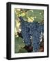 Wine Grapes, Vineyard, CA-Mark Gibson-Framed Photographic Print