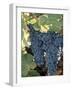 Wine Grapes, Vineyard, CA-Mark Gibson-Framed Photographic Print