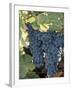 Wine Grapes, Vineyard, CA-Mark Gibson-Framed Photographic Print