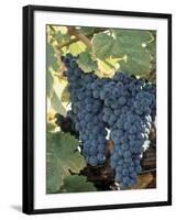 Wine Grapes, Vineyard, CA-Mark Gibson-Framed Photographic Print