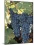 Wine Grapes, Vineyard, CA-Mark Gibson-Mounted Photographic Print