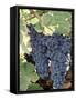 Wine Grapes-Mark Gibson-Framed Stretched Canvas