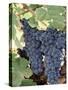 Wine Grapes-Mark Gibson-Stretched Canvas