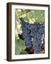 Wine Grapes-Mark Gibson-Framed Photographic Print