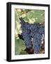 Wine Grapes-Mark Gibson-Framed Photographic Print