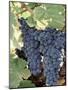 Wine Grapes-Mark Gibson-Mounted Photographic Print