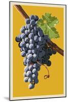 Wine Grapes-Lantern Press-Mounted Art Print