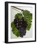 Wine Grapes-null-Framed Giclee Print