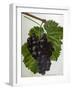 Wine Grapes-null-Framed Giclee Print