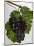 Wine Grapes-null-Mounted Giclee Print