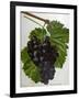 Wine Grapes-null-Framed Giclee Print