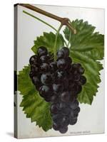 Wine Grapes-null-Stretched Canvas