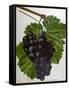 Wine Grapes-null-Framed Stretched Canvas