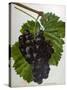 Wine Grapes-null-Stretched Canvas