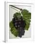 Wine Grapes-null-Framed Giclee Print