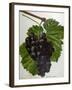 Wine Grapes-null-Framed Giclee Print