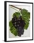 Wine Grapes-null-Framed Giclee Print