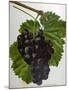 Wine Grapes-null-Mounted Giclee Print