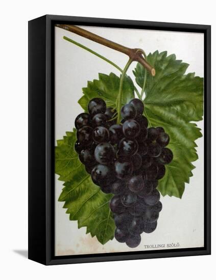 Wine Grapes-null-Framed Stretched Canvas