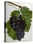 Wine Grapes-null-Stretched Canvas