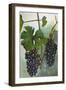 Wine Grapes-null-Framed Giclee Print